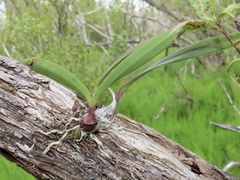 Encyclia tampensis