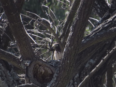 Rupornis magnirostris