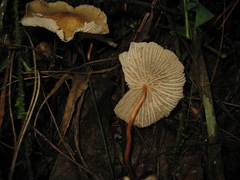 Marasmius cladophyllus