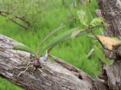 Encyclia tampensis