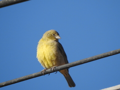 Sicalis olivascens