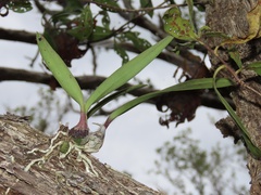 Encyclia tampensis