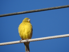 Sicalis olivascens