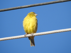 Sicalis olivascens