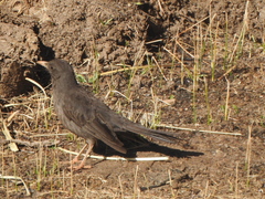 Turdus chiguanco