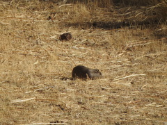 Galea musteloides