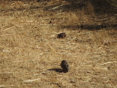 Galea musteloides