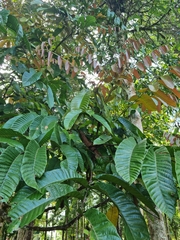 Pometia pinnata