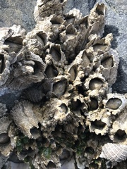 Balanomorpha
