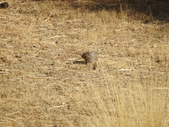 Galea musteloides