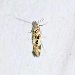 Aristotelia elegantella