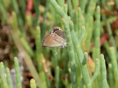 Brephidium pseudofea