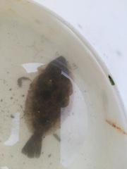 Paralichthys californicus