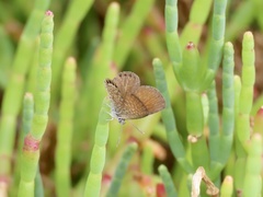 Brephidium pseudofea