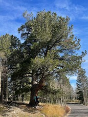Pinus flexilis