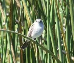 Serpophaga nigricans