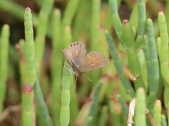 Brephidium pseudofea