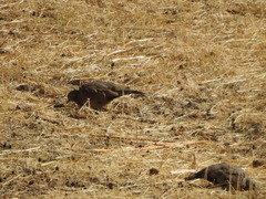 Metriopelia melanoptera