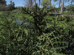 Solanum sisymbriifolium