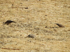 Metriopelia melanoptera