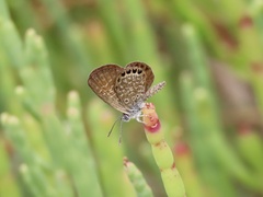 Brephidium pseudofea