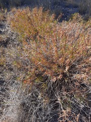 Stillingia texana