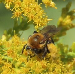 Melissodes dentiventris