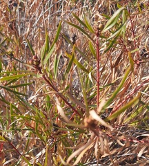 Stillingia texana