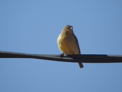 Sicalis