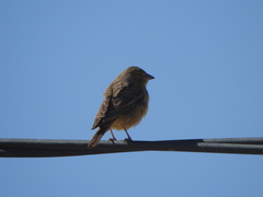 Sicalis