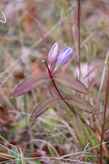 Gentiana saponaria