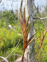 Tillandsia balbisiana