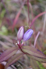 Gentiana saponaria
