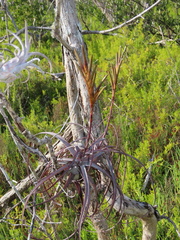 Tillandsia balbisiana