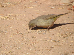 Sicalis