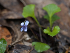 Viola sieberiana