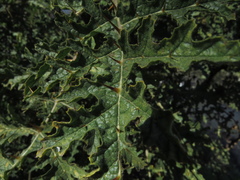Solanum sisymbriifolium