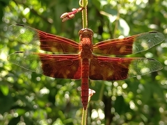 Camacinia gigantea