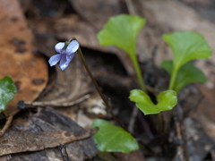 Viola sieberiana