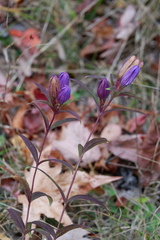 Gentiana saponaria