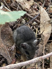 Peromyscus sonoriensis