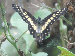 Catasticta nimbice