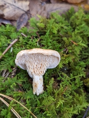 Hydnum mulsicolor