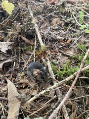 Peromyscus sonoriensis