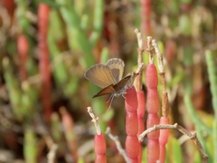 Brephidium pseudofea