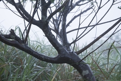 Ficus erecta beecheyana