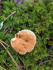 Hydnum mulsicolor