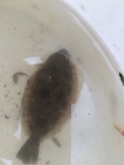 Paralichthys californicus