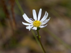 Allittia uliginosa