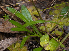 Allittia uliginosa